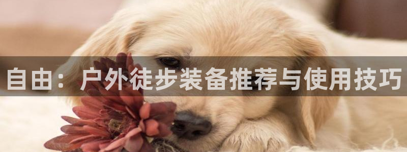 新宝gg娱乐vovq