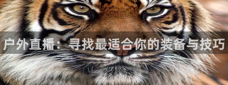 新宝gg客户端下载