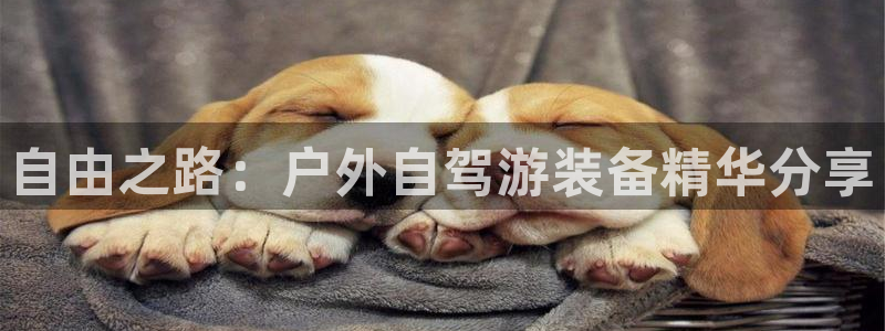 新宝gg挂机app