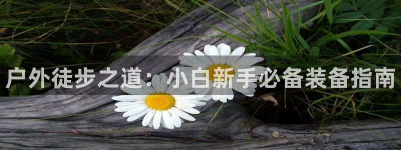新宝gg群