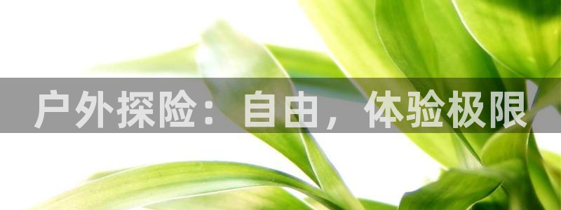 新宝gg属于