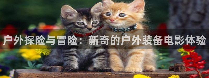 新宝GG反点