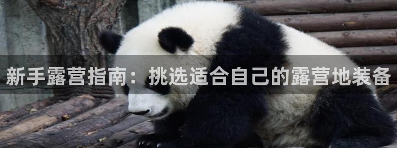 新宝gg首页平台